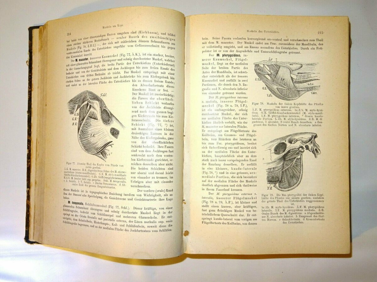 Ellenberger / Mueller. Handbuch der vergleichenden Anatomie der Hausthiere 1896