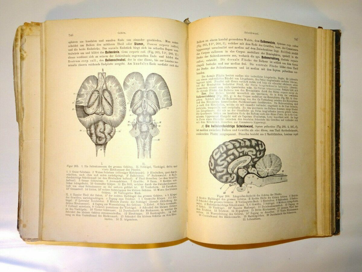 Ellenberger / Mueller. Handbuch der vergleichenden Anatomie der Hausthiere 1896