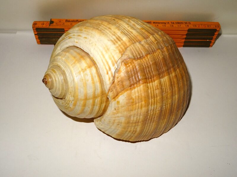 Große Tonna Galea Muschel Riesenmuschel Schnecke Tonnenschnecke Shell 17x13cm