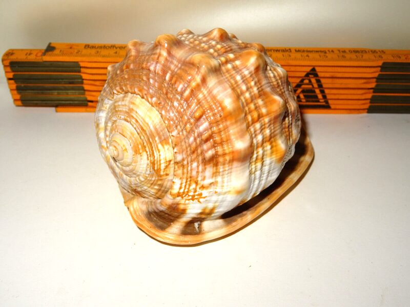 Große Bauchfüßler Seemuschel - CYPREACASSIS RUFA Muschel Shell Schnecke 11x7cm